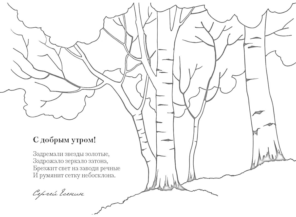 Раскраска Белые березы в лесу с утренним стихотворением