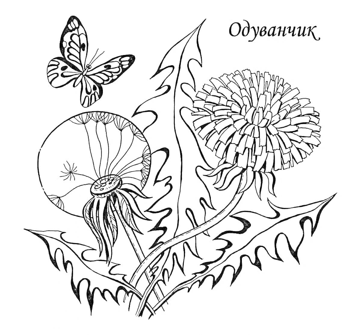 На раскраске изображено: Одуванчик, Лекарственное растение, Бабочка, Листья, Для детей