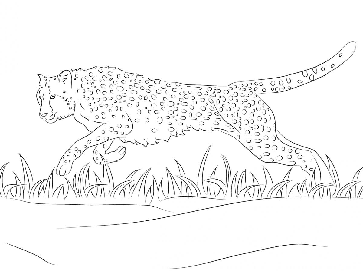 На раскраске изображено: Королевский гепард, Гепард, Большая кошка, Трава, Дикая природа