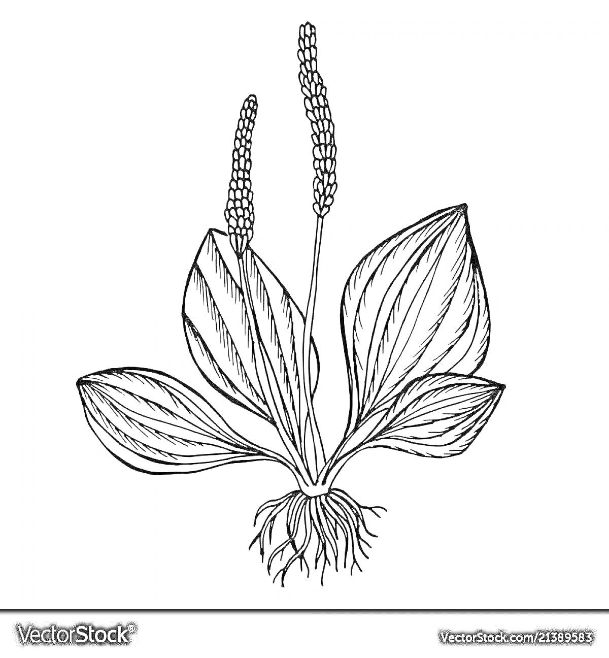 Раскраска Подорожник с листьями, цветоносами и корнями