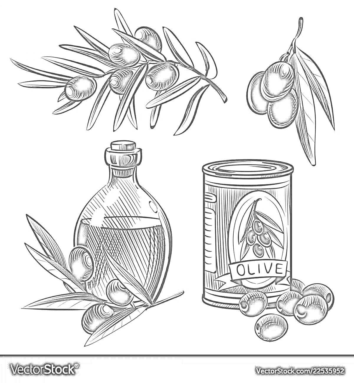 Раскраска Оливковая ветвь, банка с оливками, бутылка оливкового масла и свежие оливки