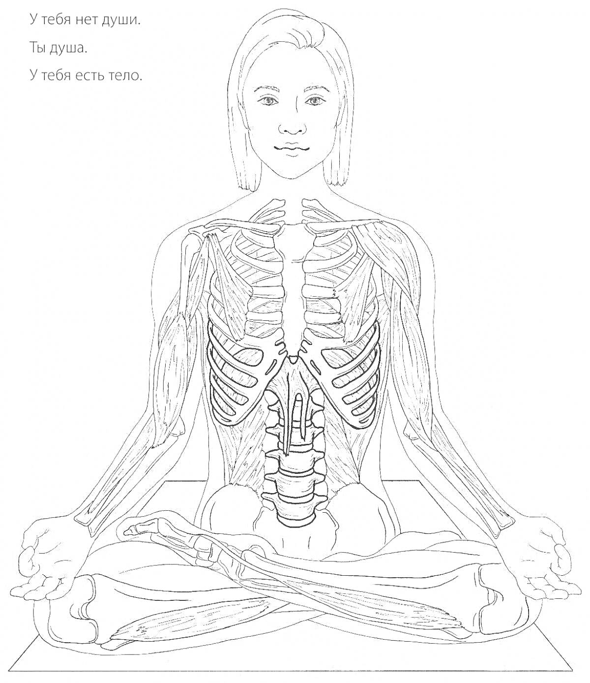 На раскраске изображено: Анатомия, Йога, Скелет, Внутренние органы, Поза лотоса, Медитация