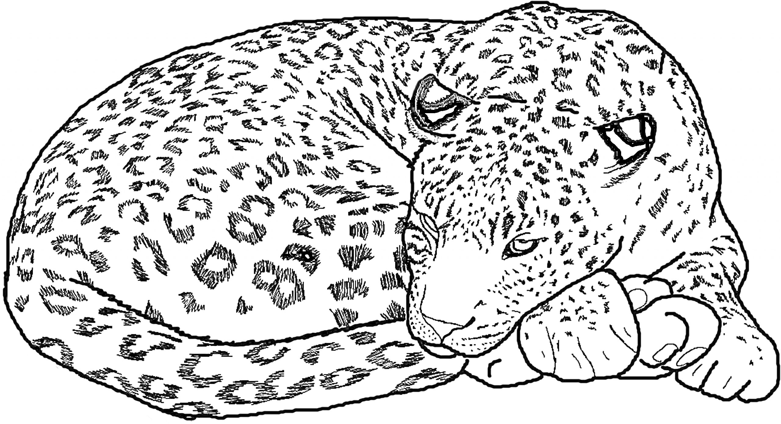 На раскраске изображено: Гепард, Животные, Кот
