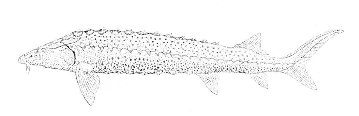 Раскраска Осетр, изображение рыбы