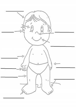 Раскраски внутренние органы: 127 раскрасок - скачать или распечатать бесплатно