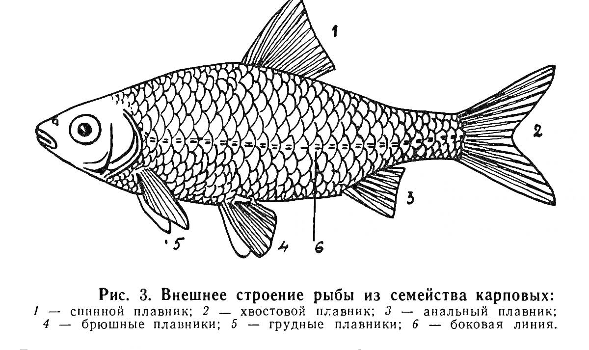 Внешнее строение рыбы из семейства карповых: 1 - спинной плавник, 2 - хвостовой плавник, 3 - анальный плавник, 4 - брюшные плавники, 5 - грудные плавники, 6 - боковая линия.