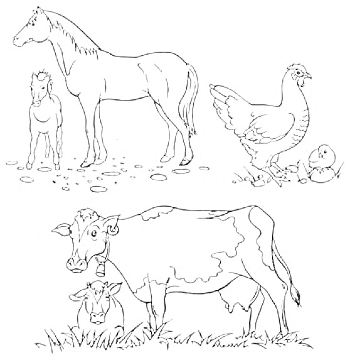 На раскраске изображено: Лошадь, Жеребёнок, Цыплята, Корова, Теленок, Домашние животные, Для детей, Курицы