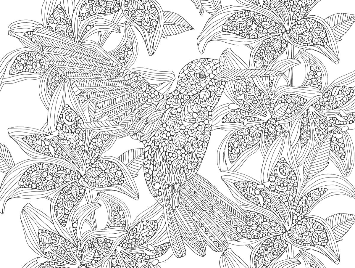 Раскраска колибри и цветы, детализированный рисунок с листьями и узорами