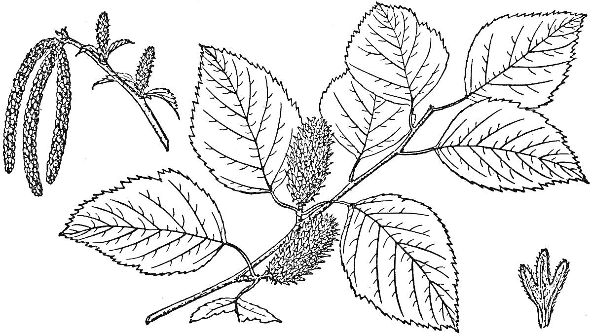 Раскраска Ветвь карликовой березы с листьями, сережками и почками