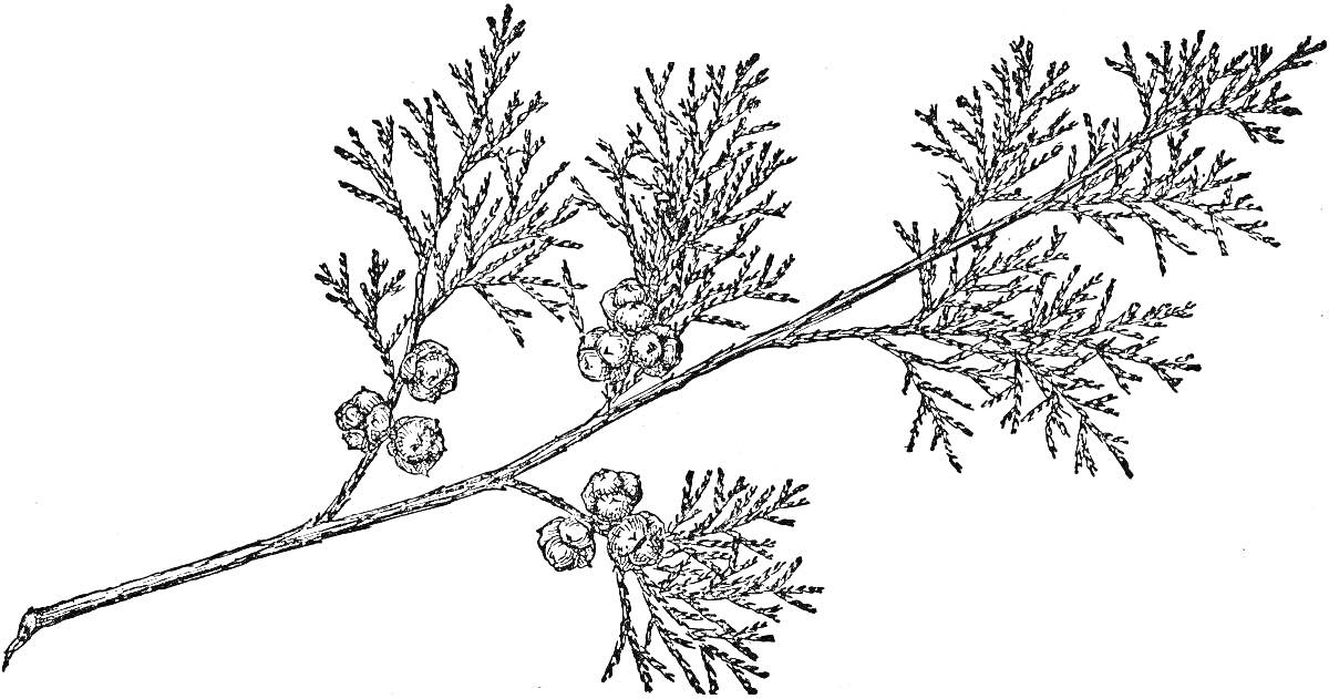 Раскраска Ветвь туи с хвоей и шишками