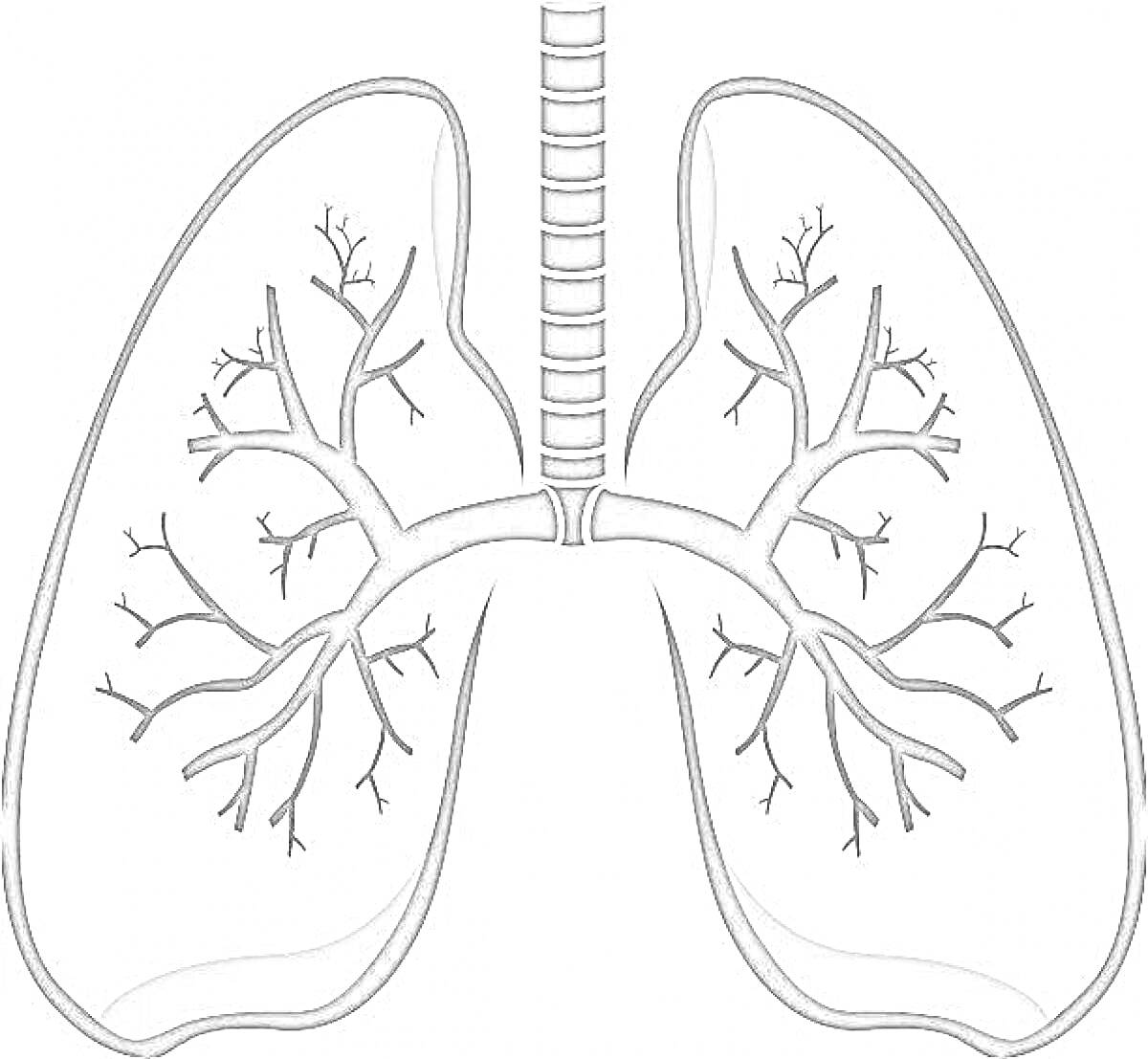 Раскраска Изображение легких человека с трахеей и бронхами