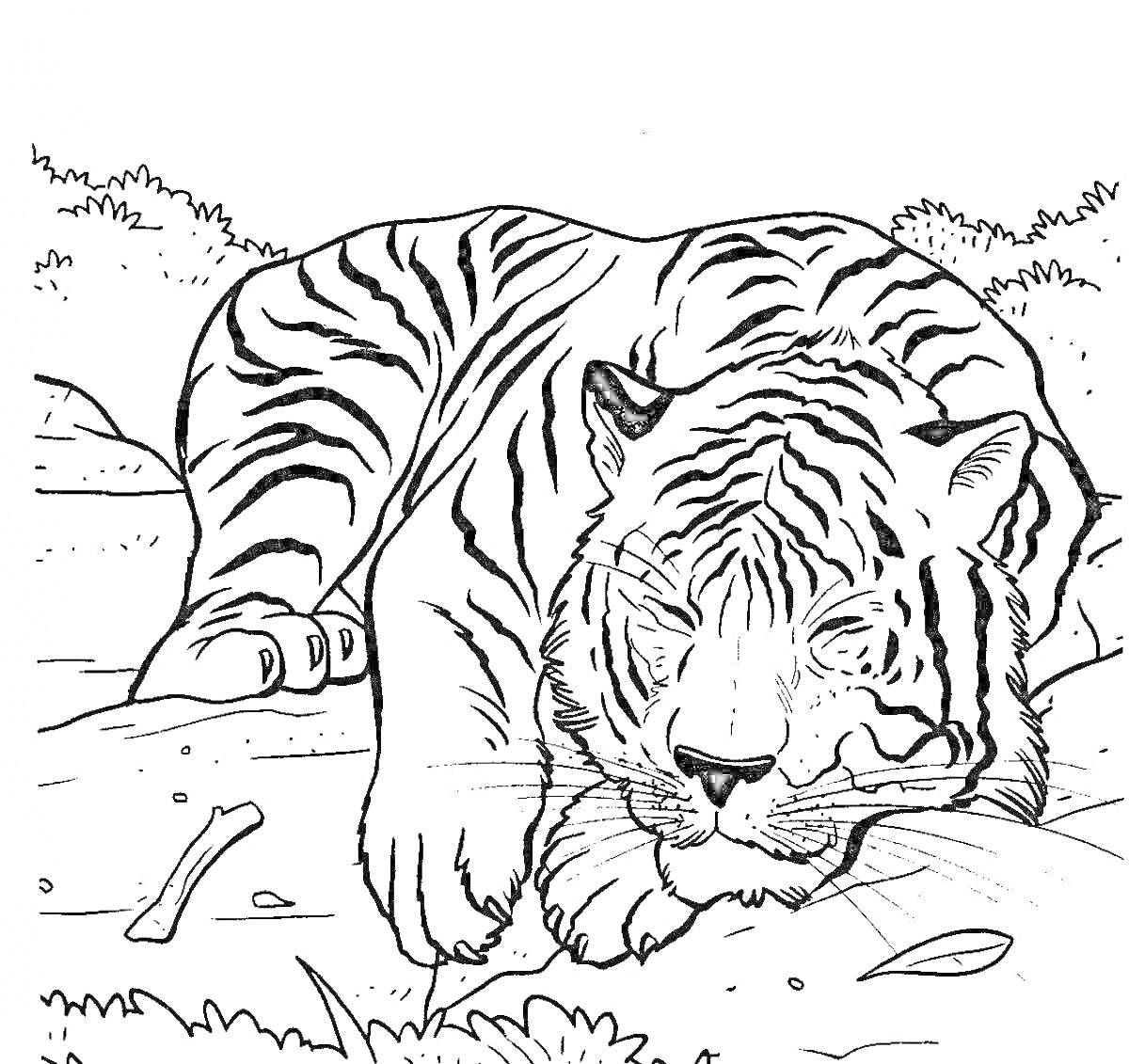 Раскраска Тигр, лежащий на земле среди растительности