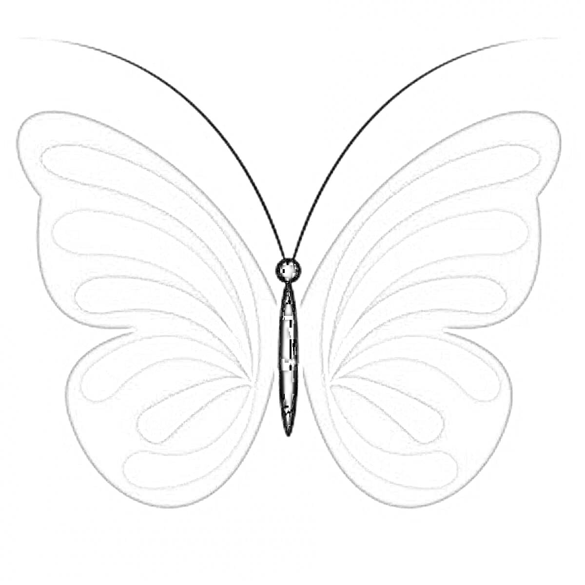 Раскраска бабочка с большими узорчатыми крыльями и тонкими усиками