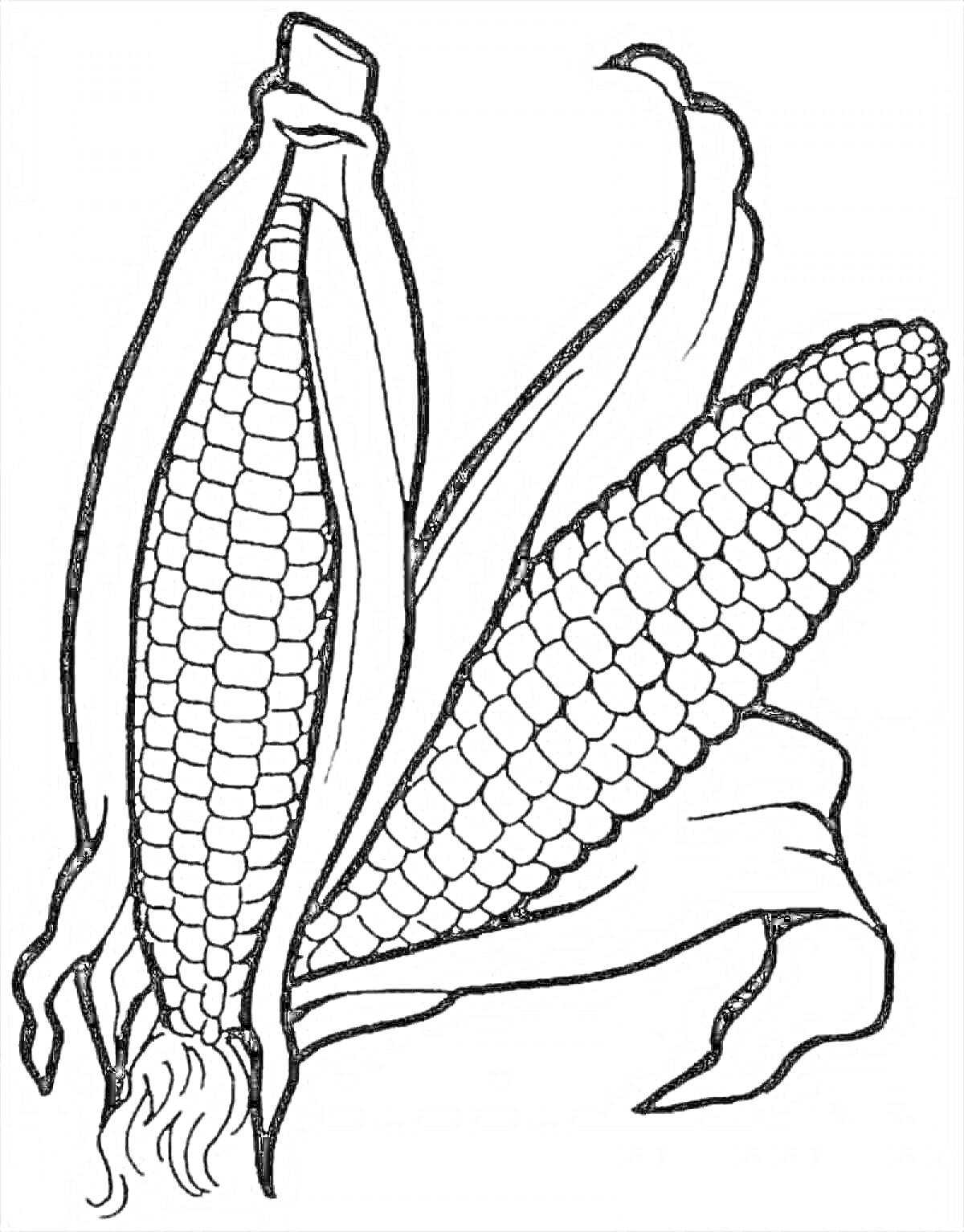 На раскраске изображено: Кукуруза, Початок, Листья, Природа, Еда