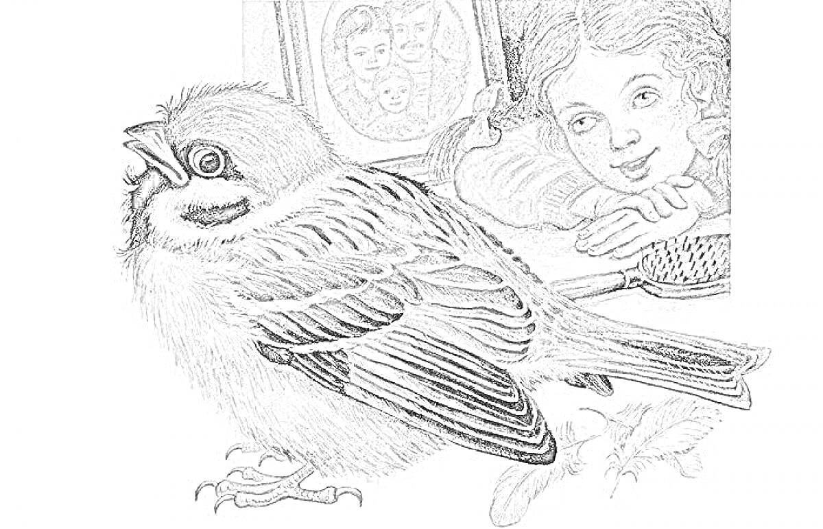 Раскраска Растрепанный воробей, девочка, рамка с фотографией, расческа и перышки