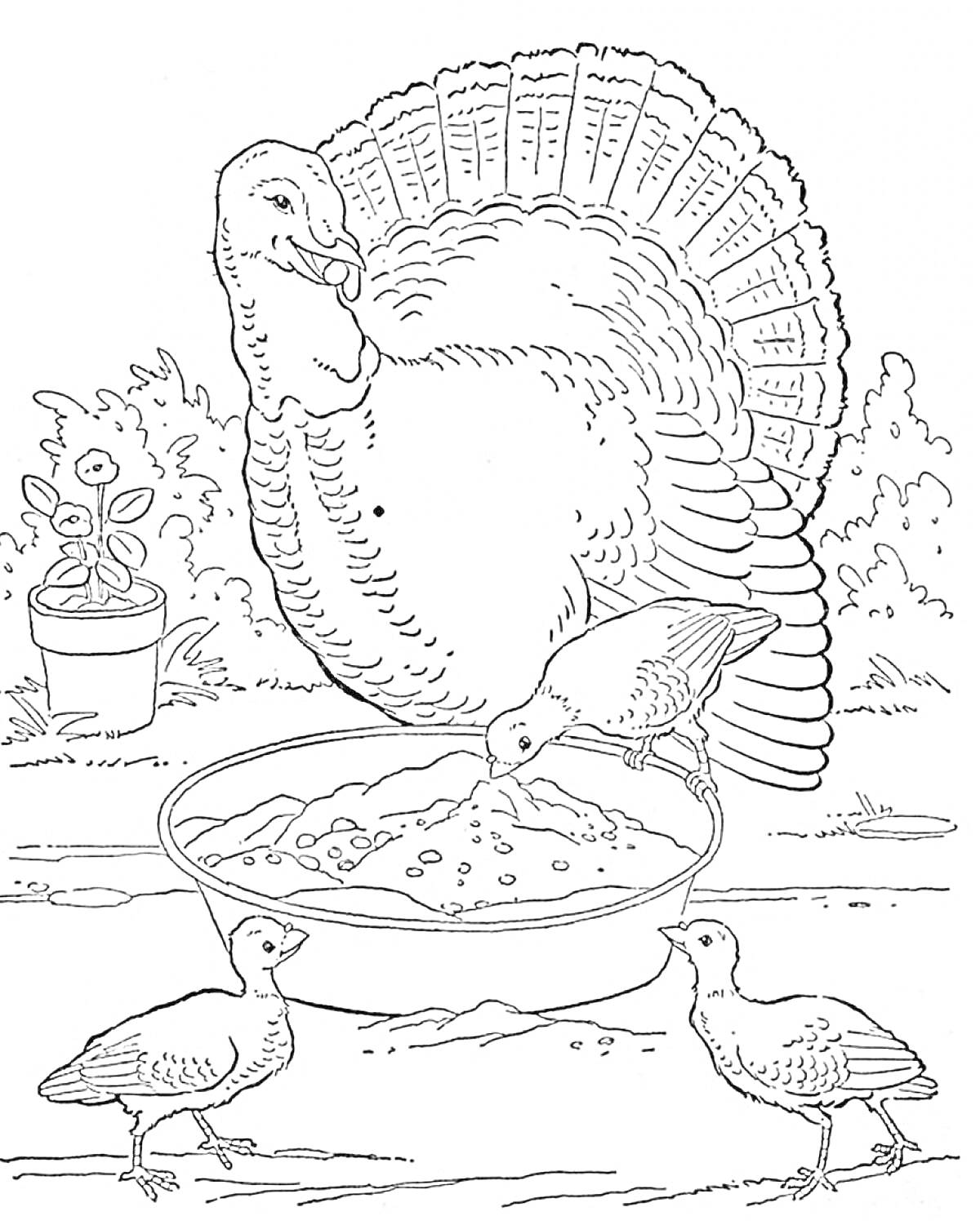 Раскраска Индюк и три птенца, питающиеся из миски, на фоне природы с горшком
