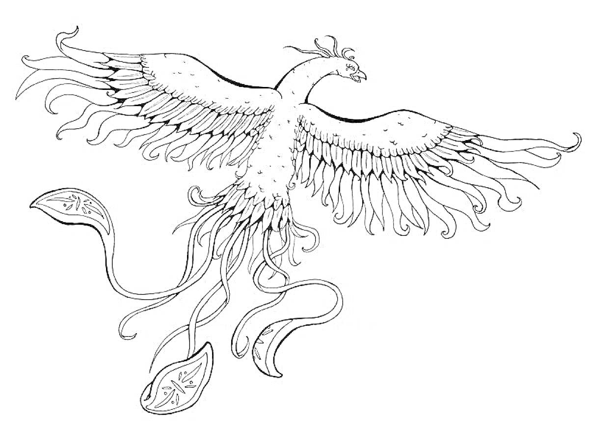 На раскраске изображено: Феникс, Птица, Декоративные элементы, Хвост, Мифические существа