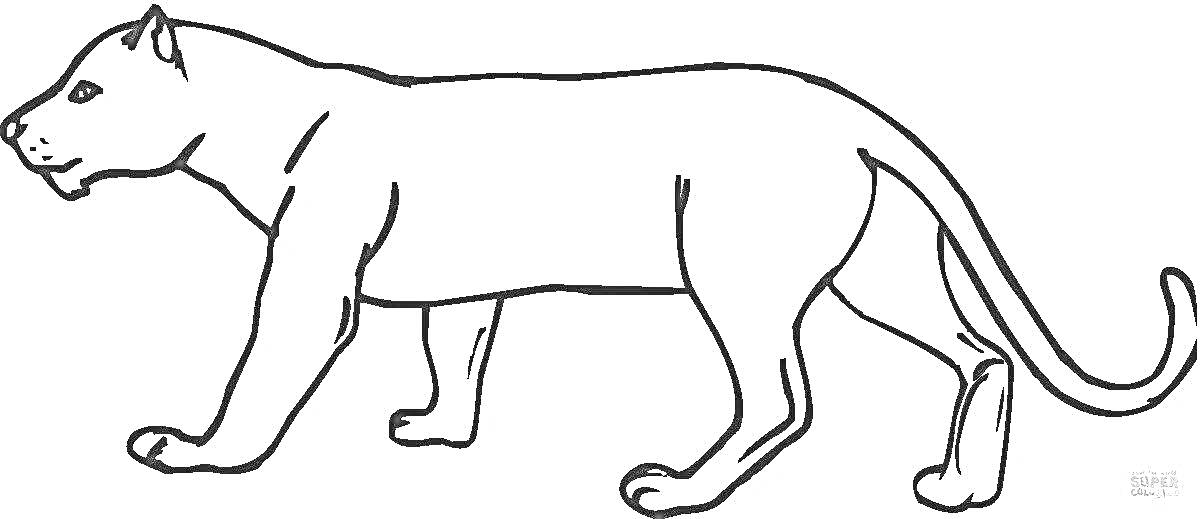 На раскраске изображено: Черная пантера, Животные, Дикая кошка, Профиль, Природа, Контурные рисунки, Кот