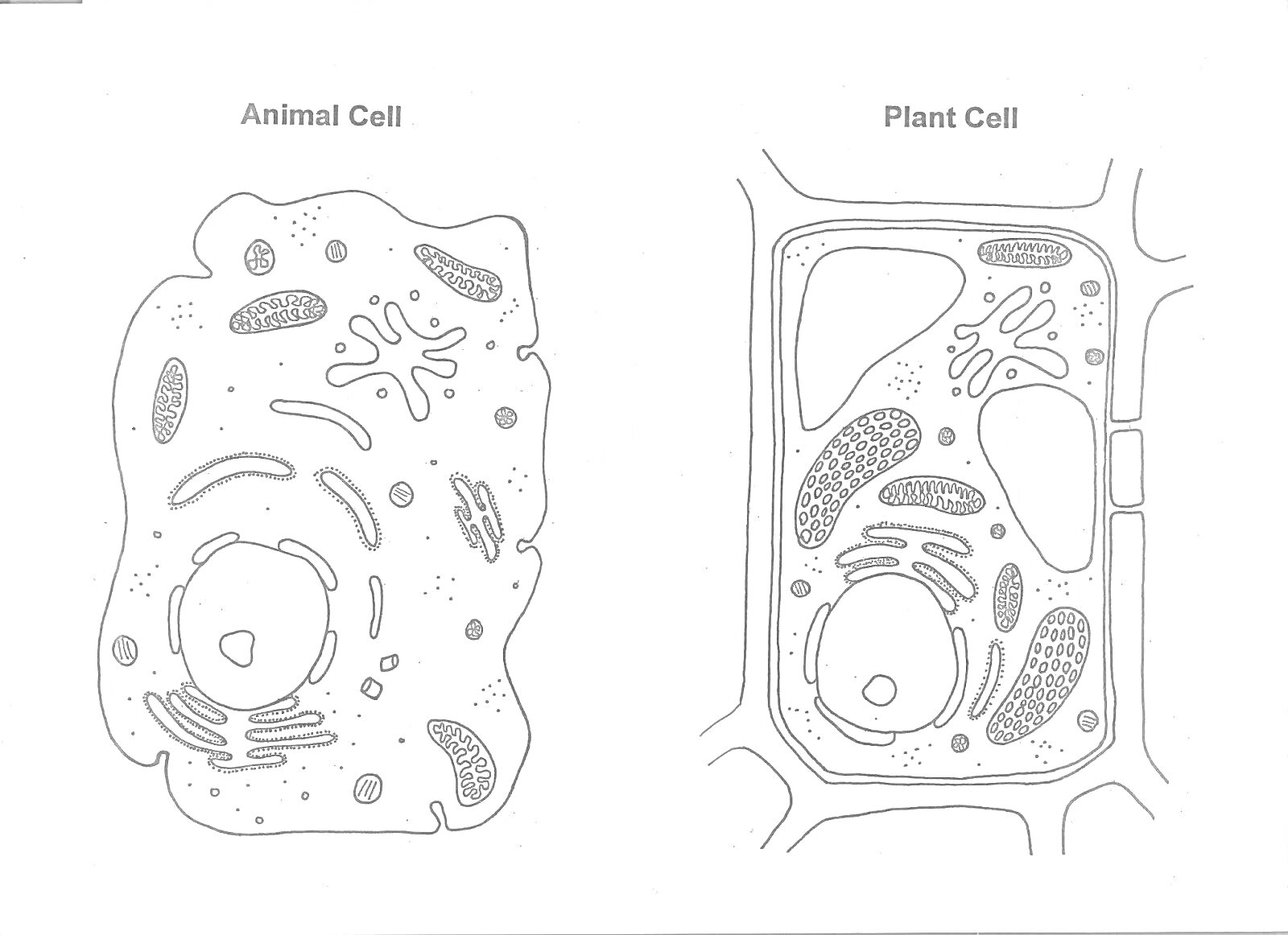 РаскраскаРастительная клетка: клеточная стенка, мембрана, ядро, цитоплазма, пластиды, митохондрии, рибосомы, эндоплазматическая сеть, комплекс Гольджи, вакуоль