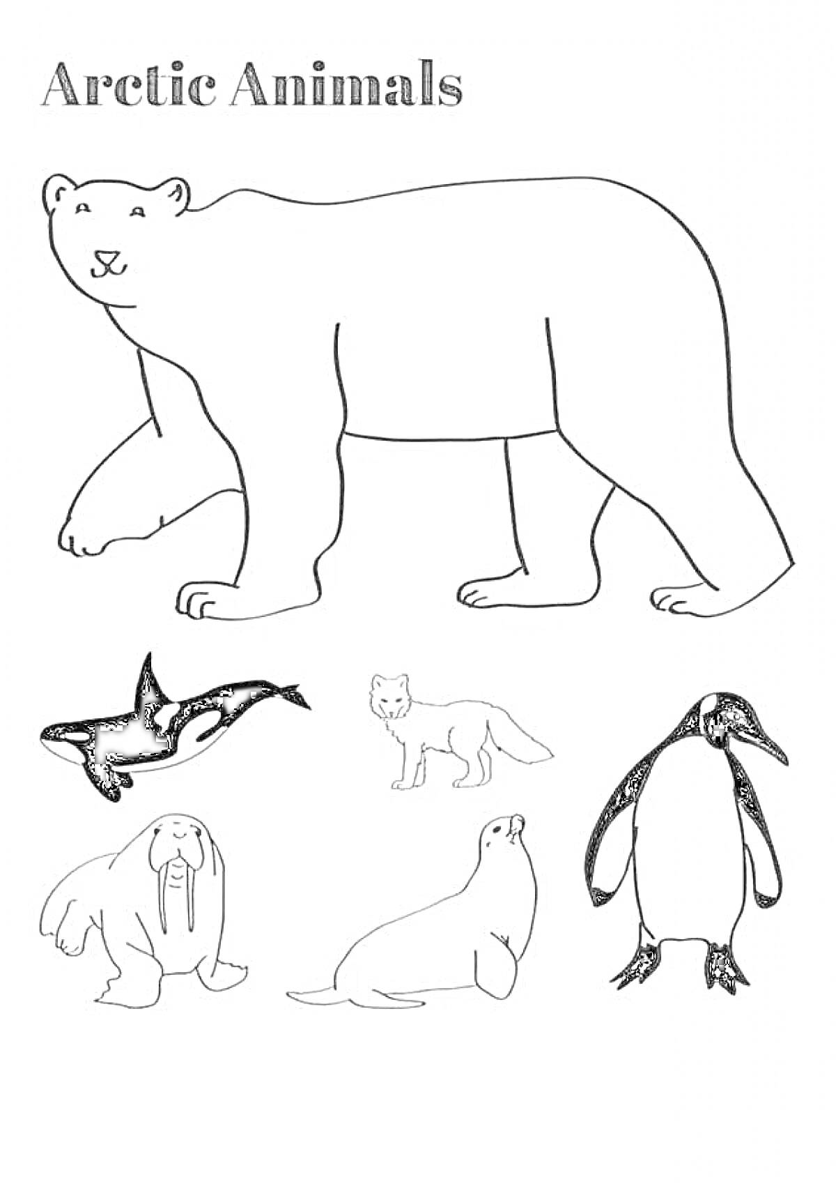На раскраске изображено: Косатка, Морж, Тюлень, Животные, Арктика, Антарктика, Полярные медведи