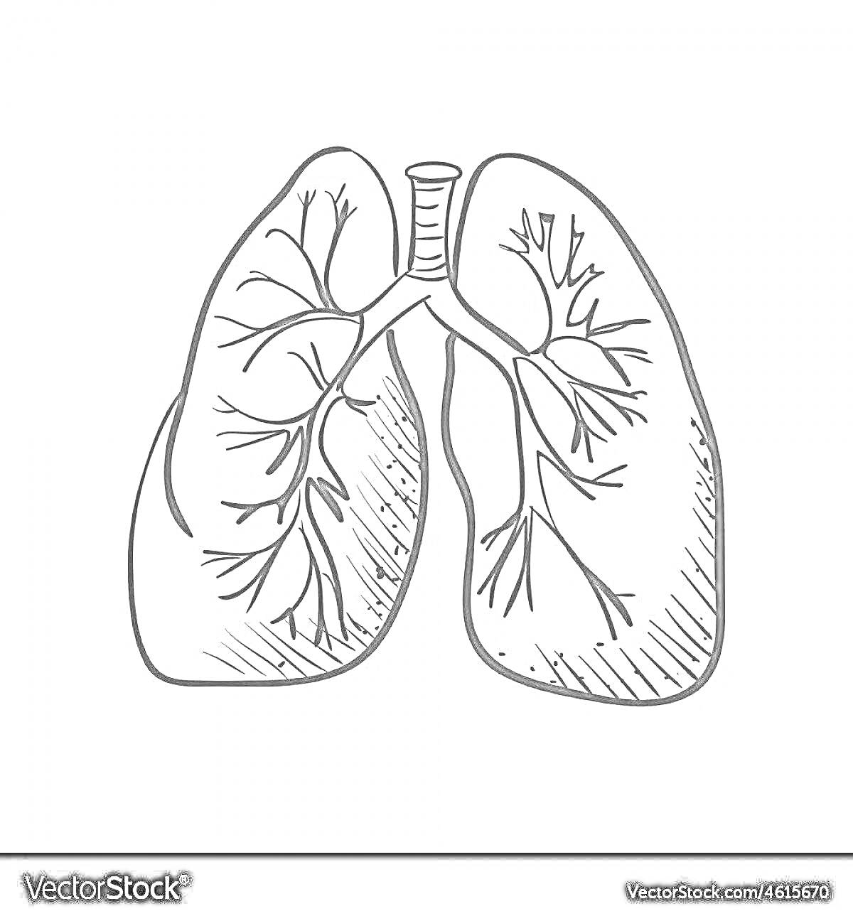 Раскраска Иллюстрация легких человека с бронхами и трахеей