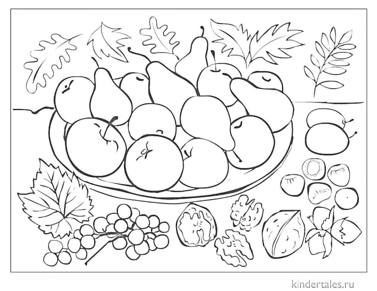 На раскраске изображено: Фрукты, Груши, Тарелка, Осень, Листья, Виноград, Детский сад