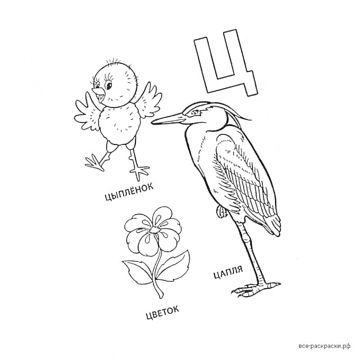 Раскраска Буква Ц - Цыплёнок, Цветок, Цапля