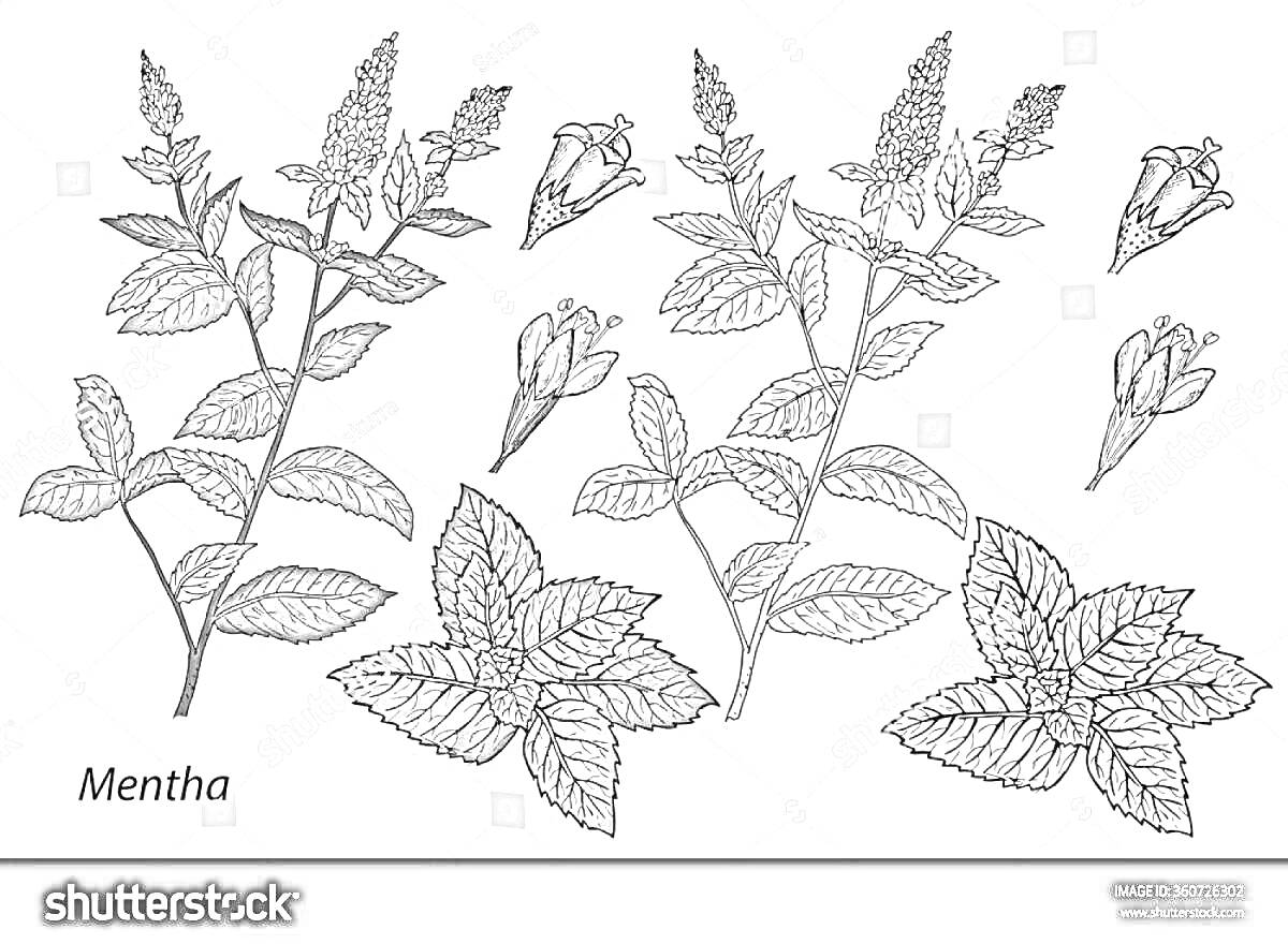 На раскраске изображено: Мята, Листья, Цветы, Ботаника, Природа