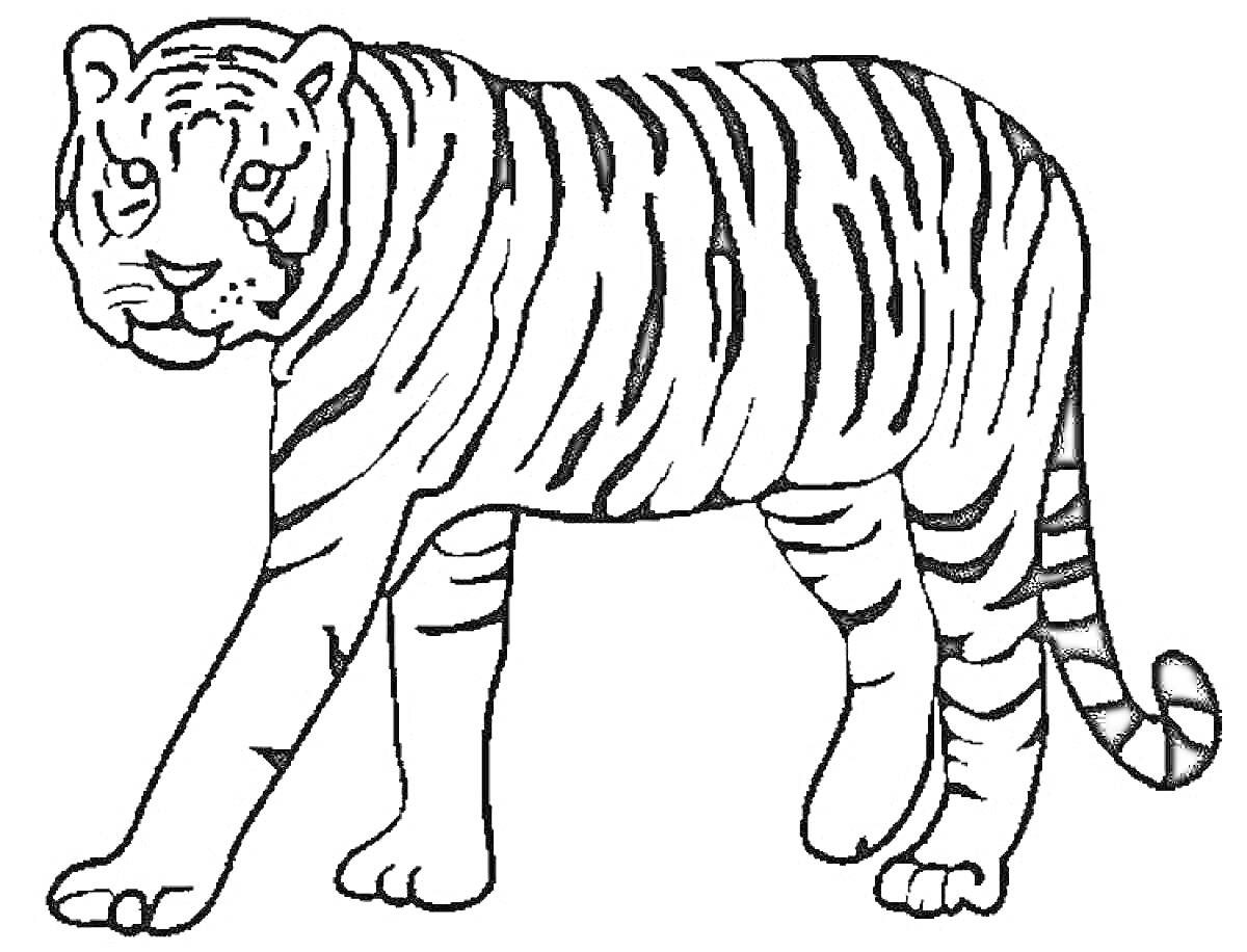 Раскраска Тигр с полосатым телом, направленный влево