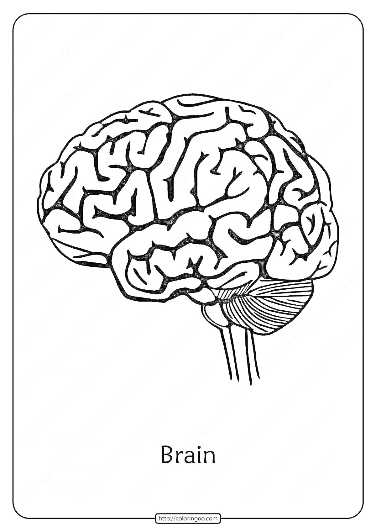 Раскраска с изображением головного мозга и подписью 
