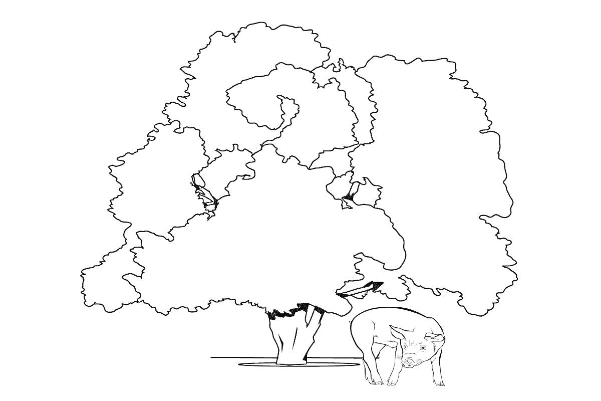 Раскраска свинья под дубом, дерево с раскидистыми ветвями и густой кроной, свинья стоит у корней дерева