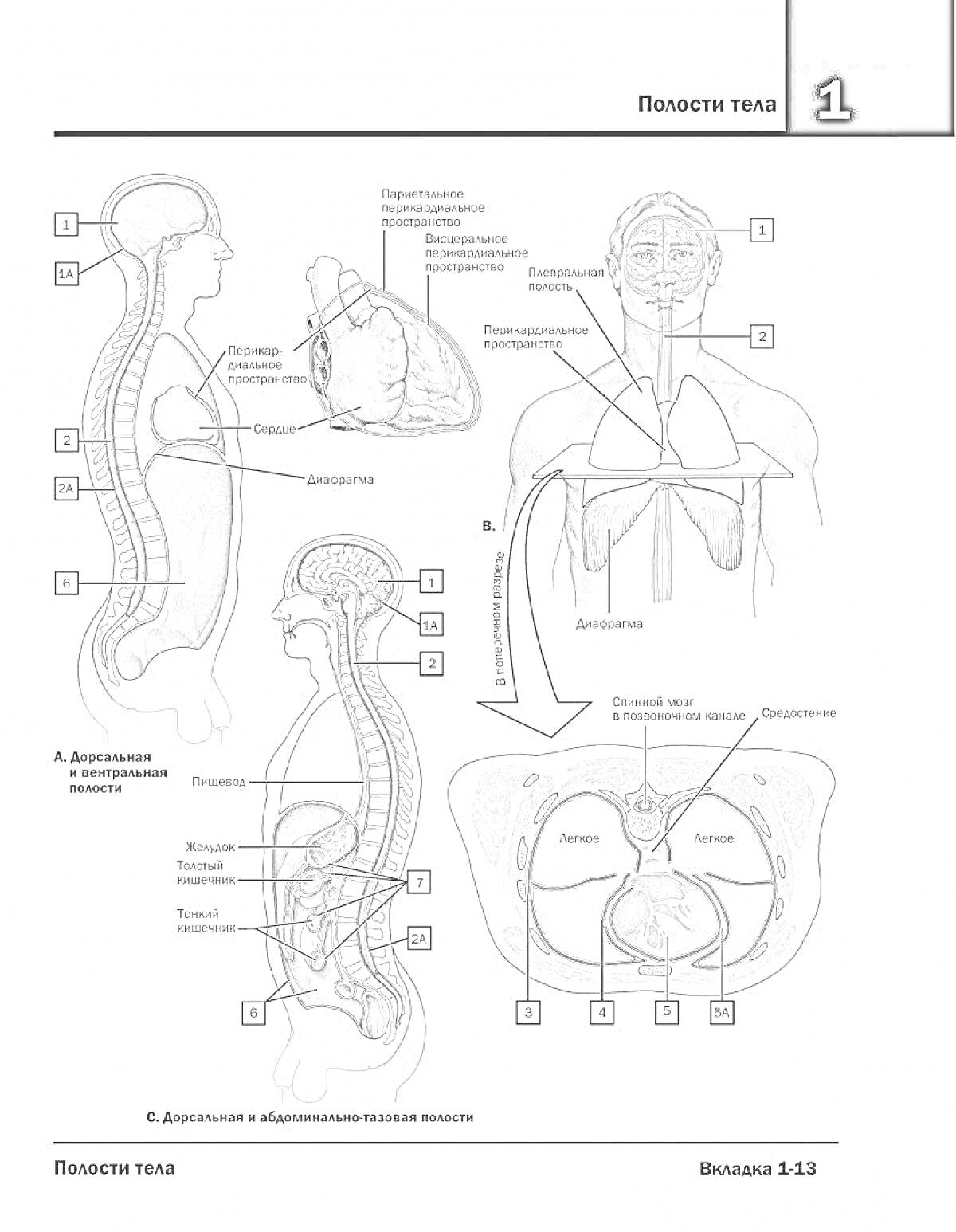 Раскраска Полости тела. Разрезы и органы: черепная полость, грудная полость, сердечная сумка, диафрагма, брюшная полость, тазовая полость, спинной мозг, позвоночник.