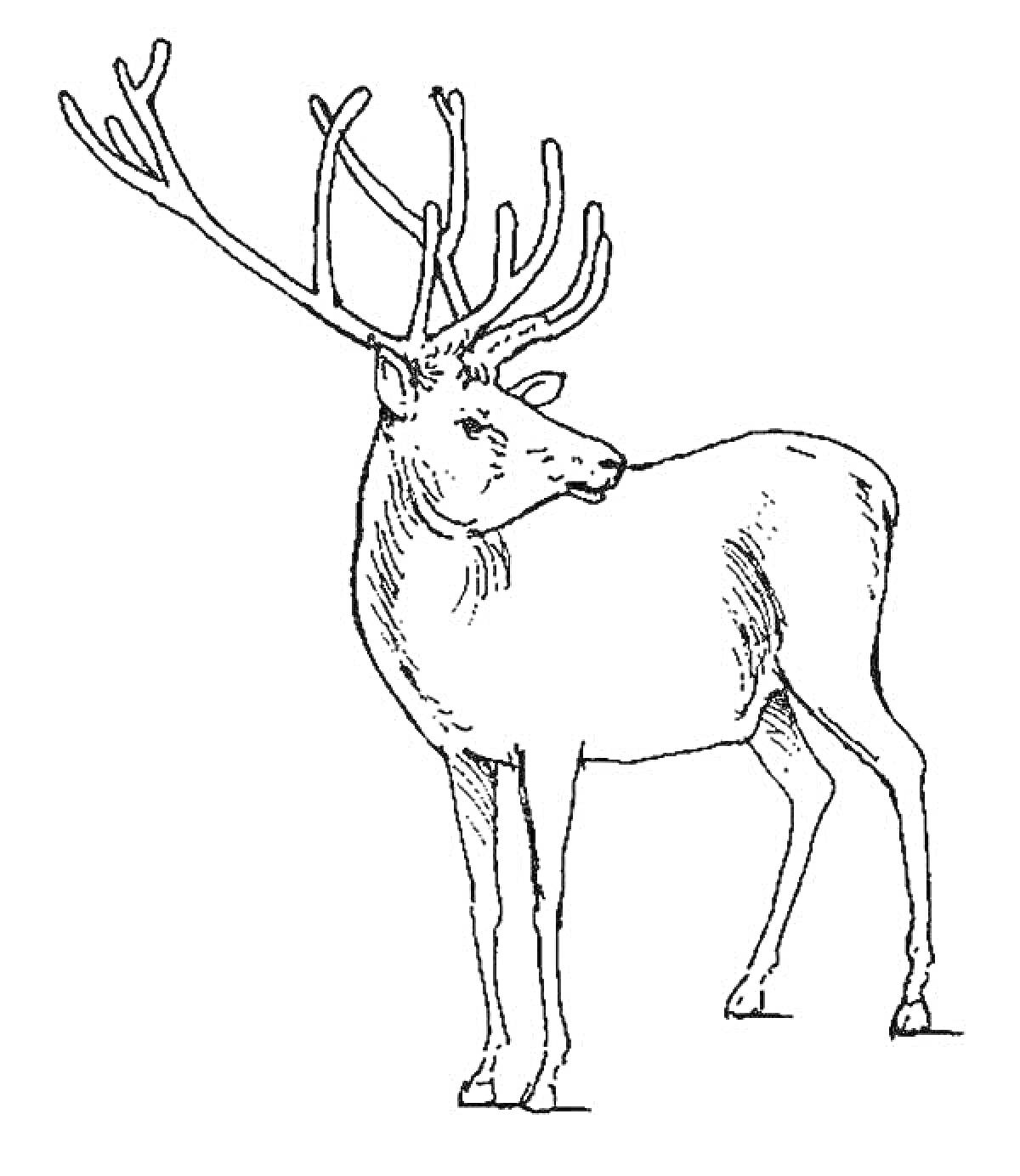 На раскраске изображено: Северный олень, Рога, Природа