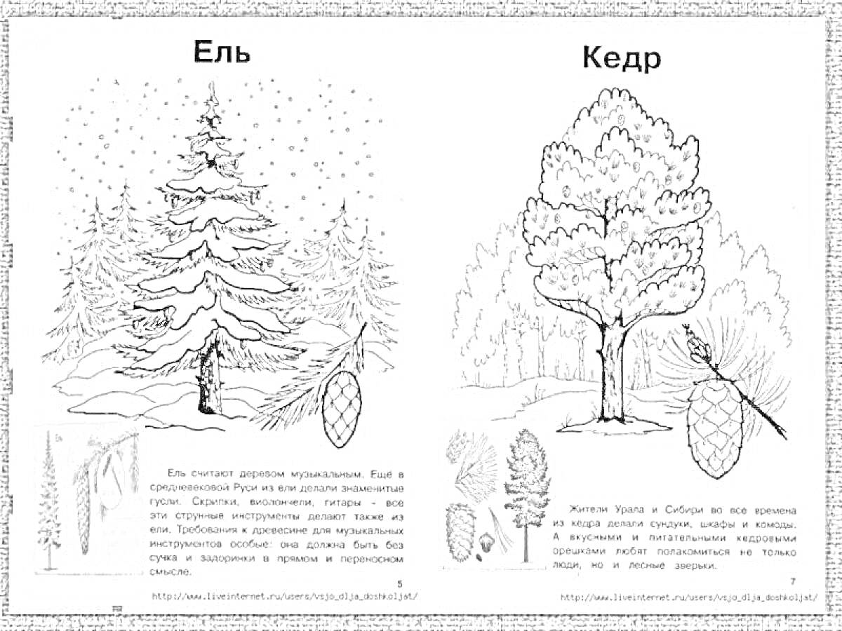 Раскраска Ель и кедр, деревья, ветви с шишками, части деревьев (хвоя и шишки), снег