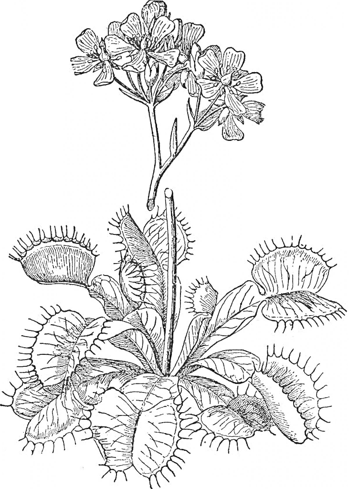На раскраске изображено: Венерина мухоловка, Хищное растение, Цветы, Листья, Ботаника, Природа
