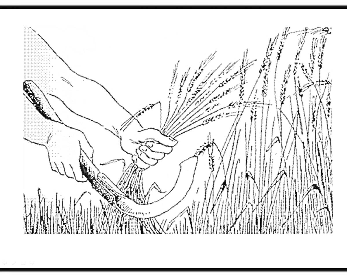 На раскраске изображено: Серп, Пшеница, Руки, Сбор урожая, Поле