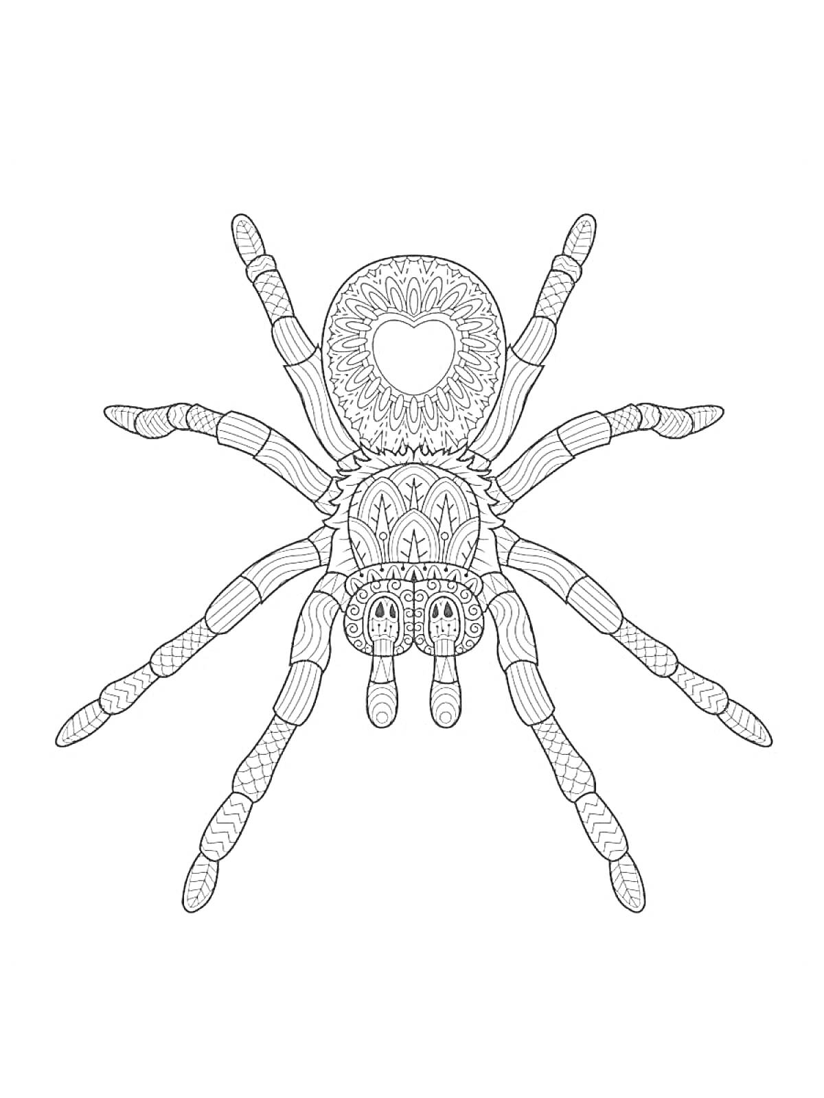 Раскраска паука крестовика с детализированным орнаментом, показаны все восемь ног и тело с узорами