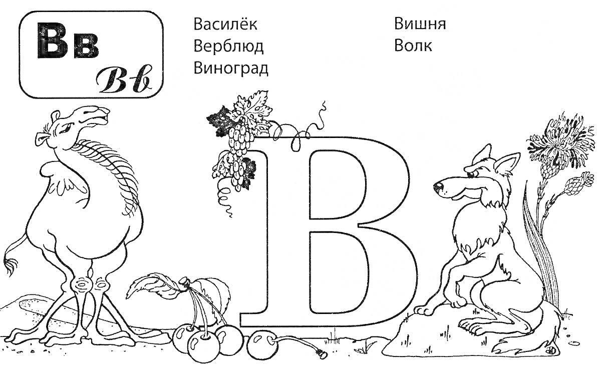 На раскраске изображено: Верблюд, Виноград, Вишня, Волк, Василек, Бутылка
