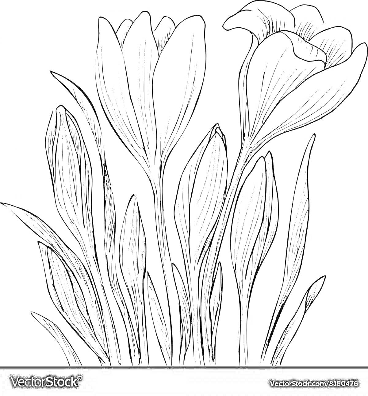 Раскраска Раскраска с крокусами и листьями крокусов