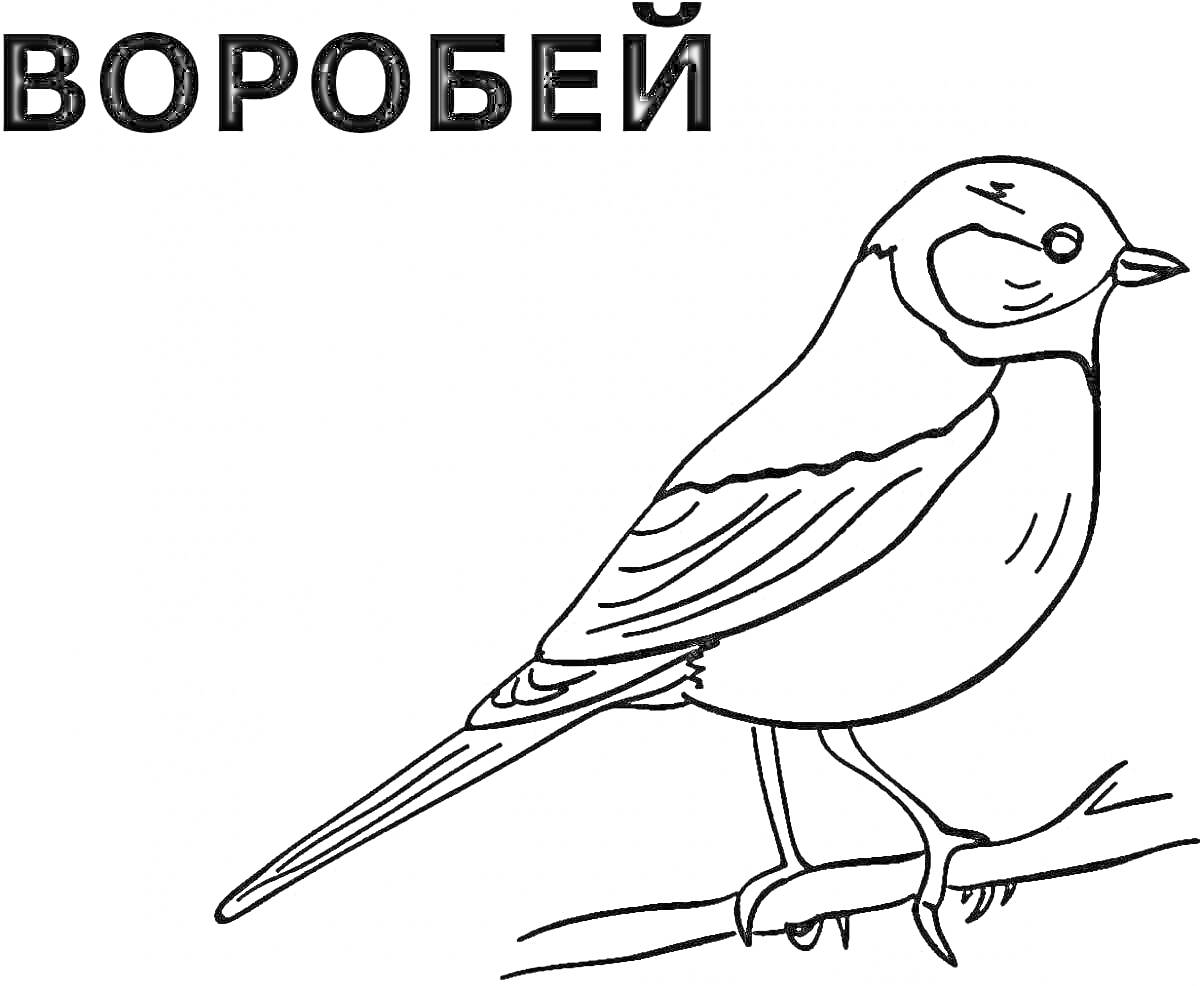 На раскраске изображено: Зимующие птицы, Воробей, Для детей, Ветка, Контурные рисунки