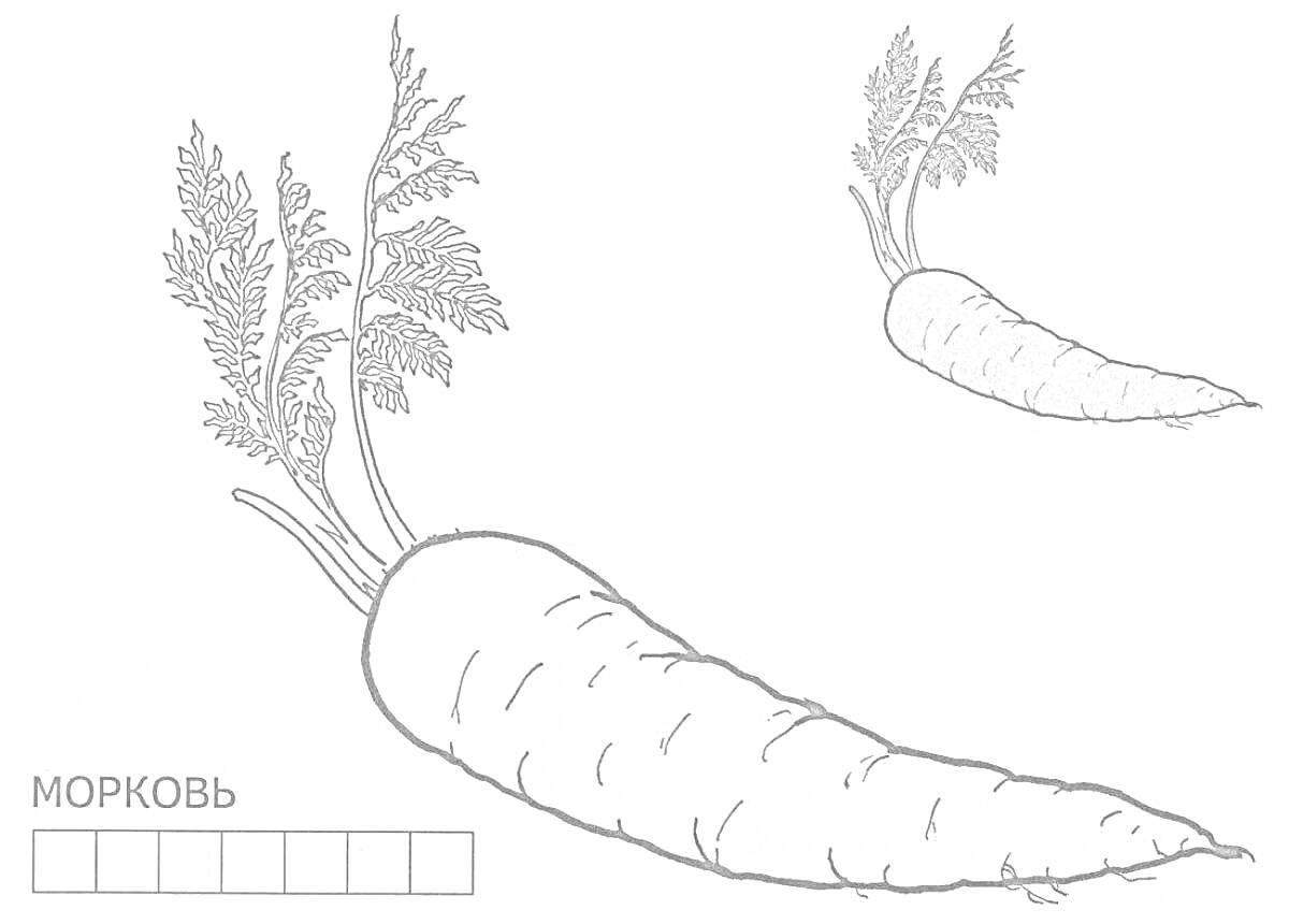 Раскраска Раскраска морковка, две морковки разных размеров, надпись МОРКОВЬ с клеточками для букв