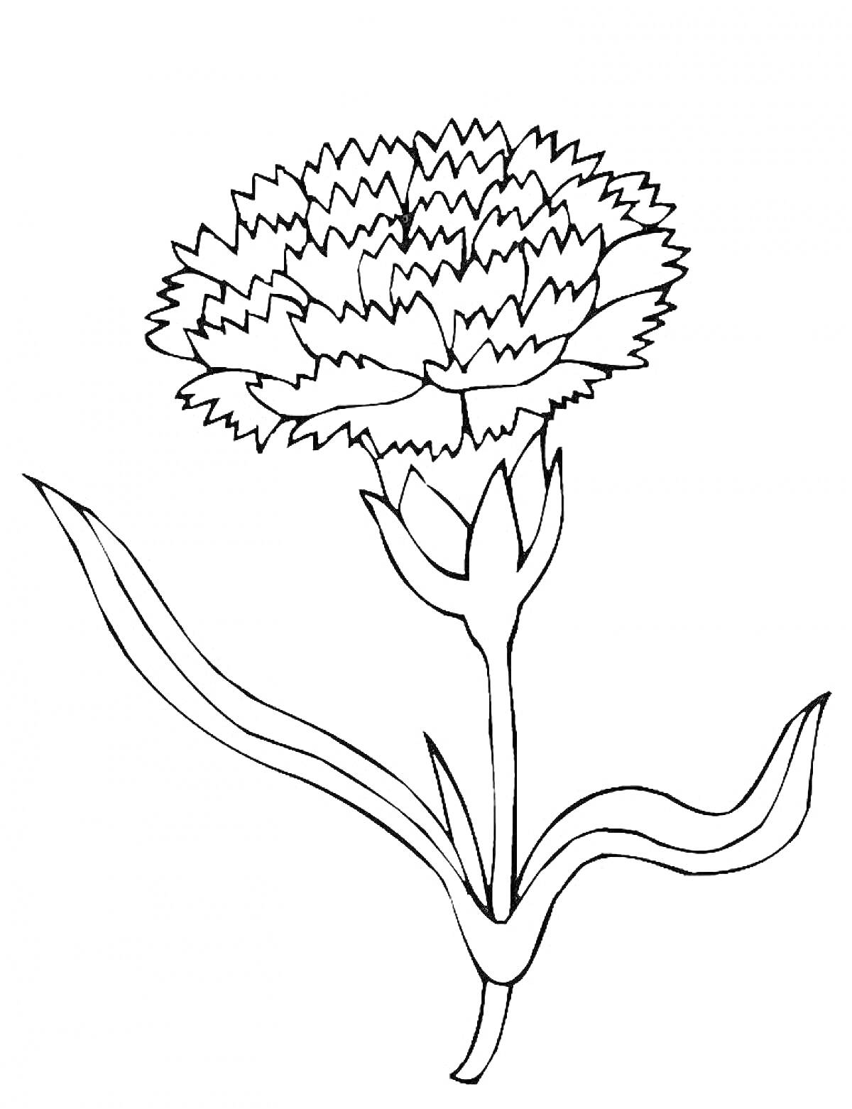 Раскраска Гвоздика с одним цветком и двумя листьями
