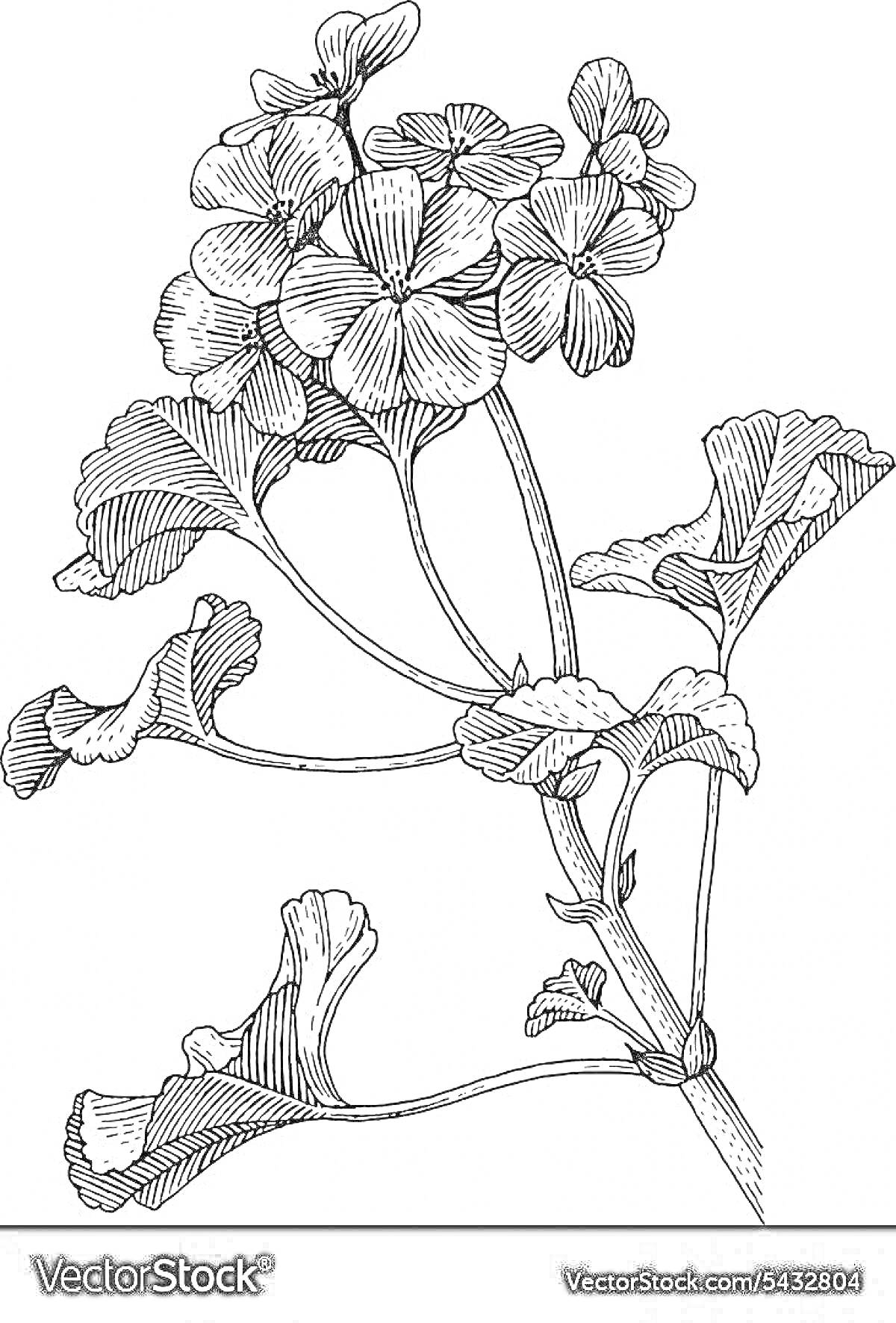 Раскраска Герань с цветами и листьями