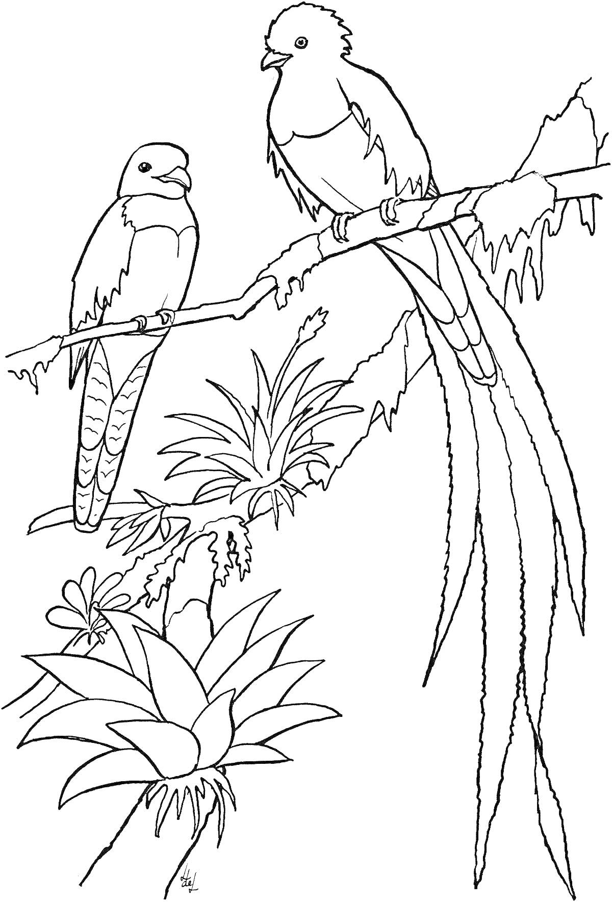 На раскраске изображено: Ветка, Листья, Цветы, Природа, Птица