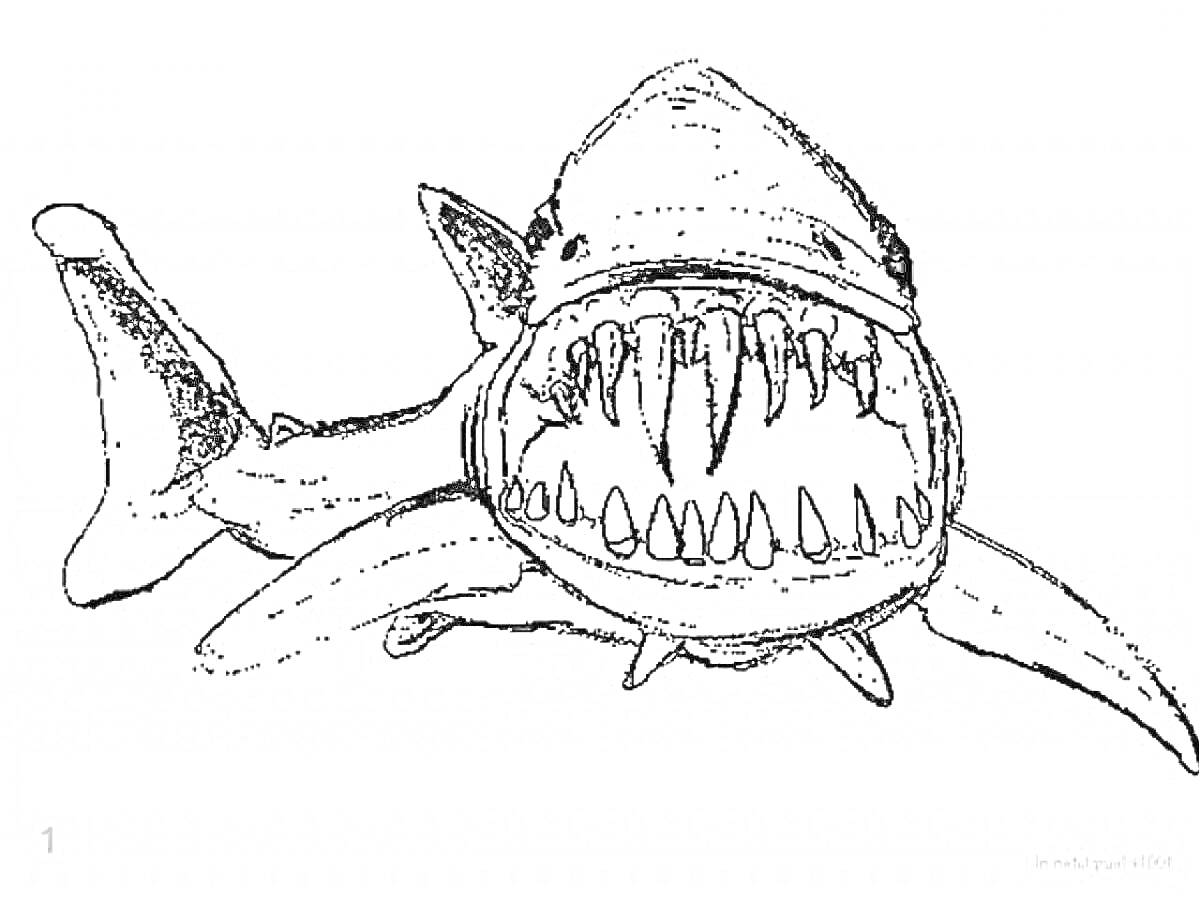 Раскраска Раскраска - детализированный мегалодон с открытой пастью и большими зубами