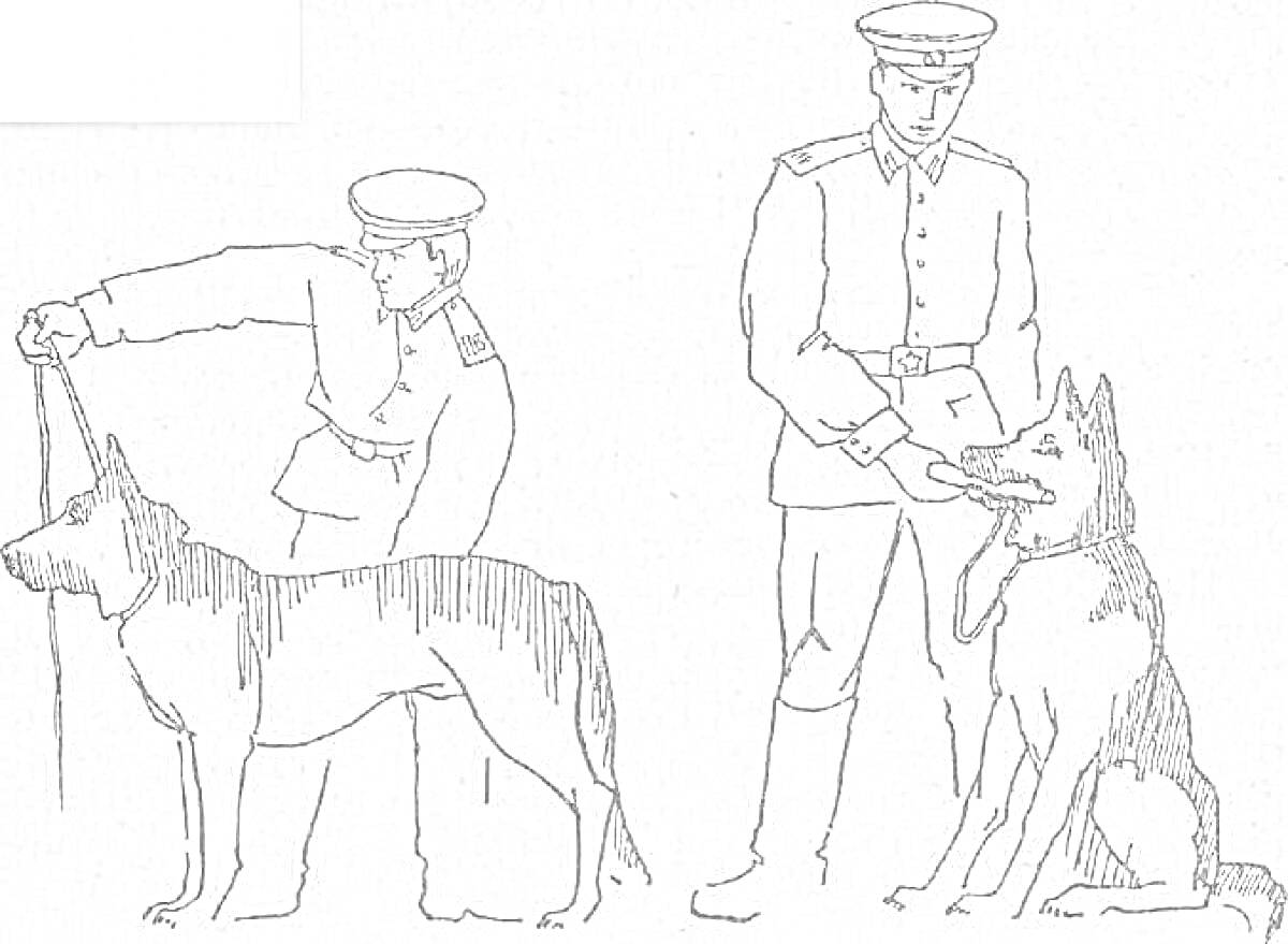 Раскраска Дрессировка служебных собак: две собаки с полицейскими