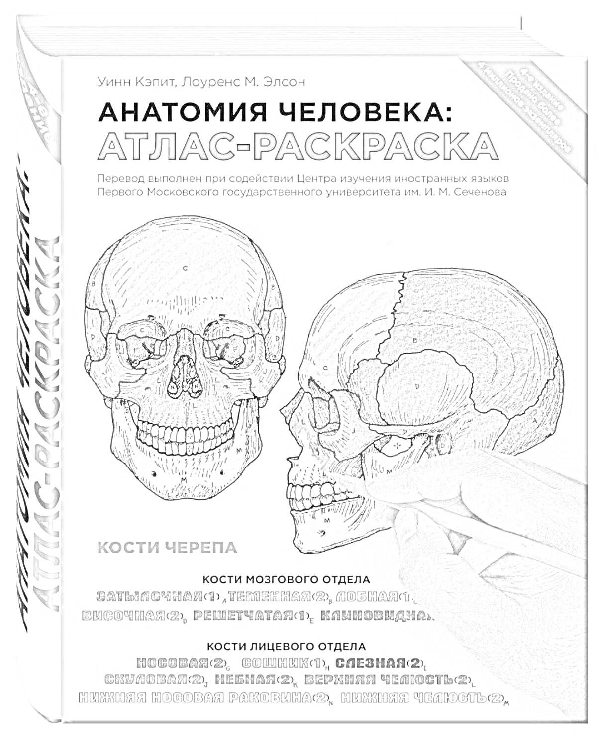 Раскраска Анатомия человека: атлас-раскраска. Кости черепа. Кости мозгового отдела. Затылочная, теменная, лобная, клиновидная, височная. Кости лицевого отдела. Носовая, верхняя челюсть, нижняя челюсть, слёзная, скуловая.