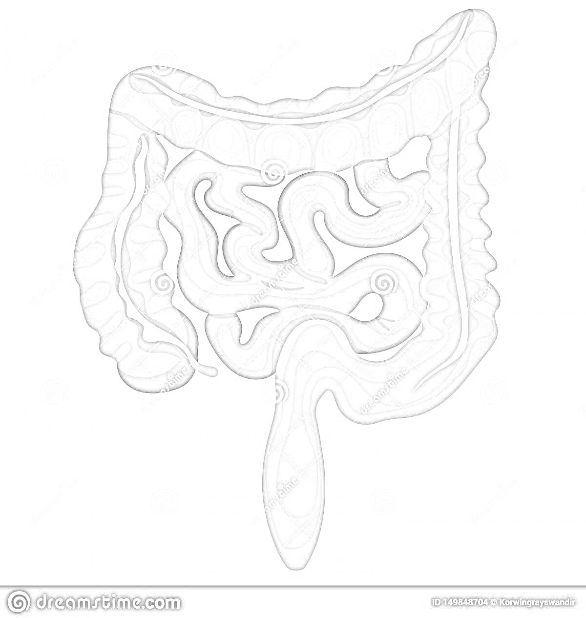 Раскраска Человеческий кишечник с изображением тонкого и толстого кишечника