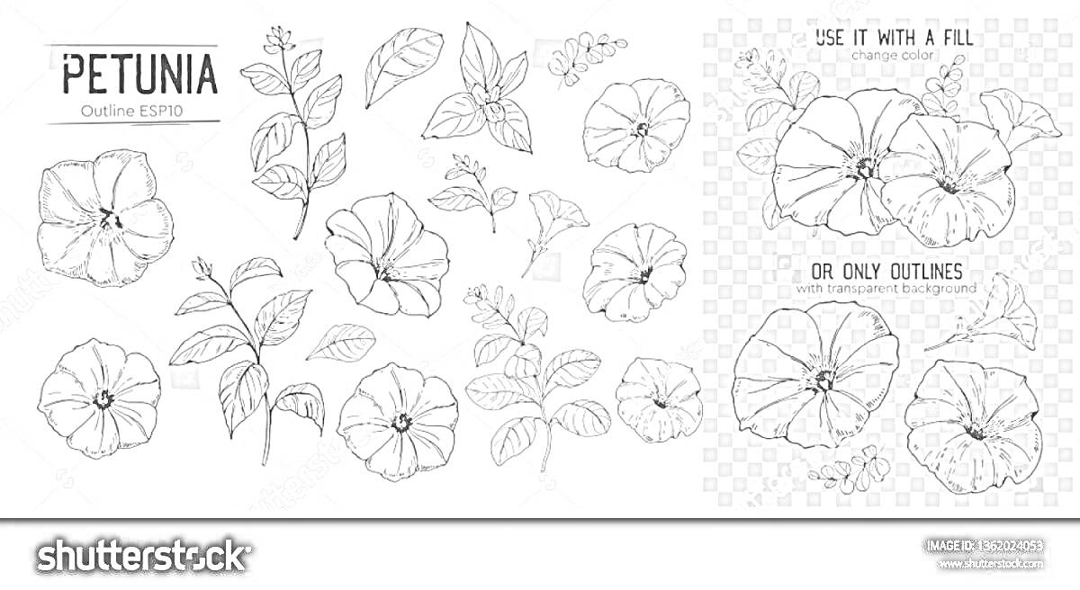 Раскраска Петуния, контурные рисунки цветов и листьев, варианты с заливкой и без