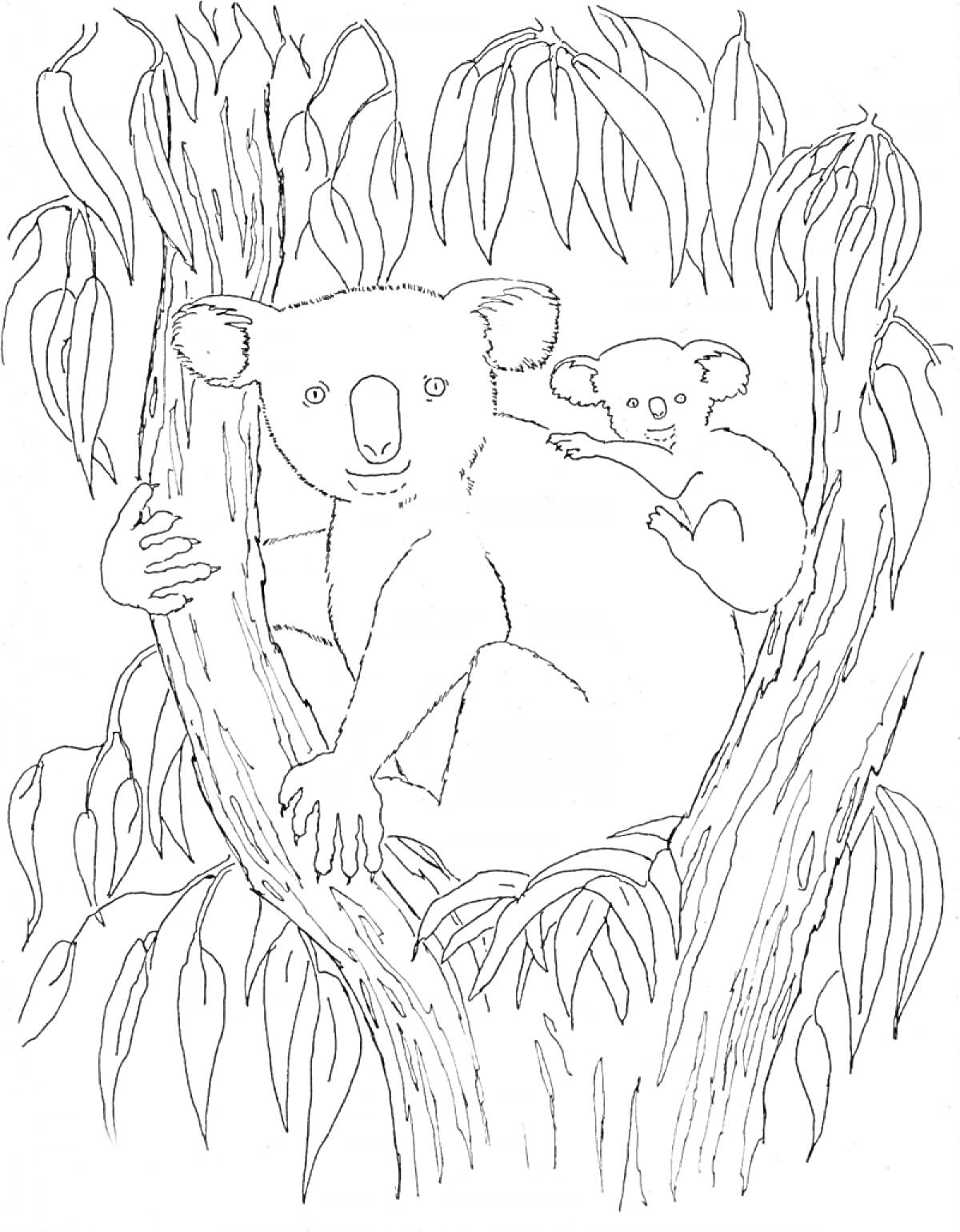 Раскраска Коала с детёнышем на дереве с листьями